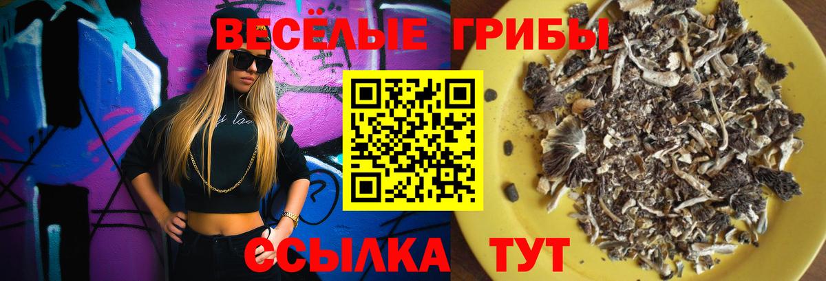 Богородицк  закладки  Вход с VPN  Галлюциногенные грибы Psilocybine cubensis 
